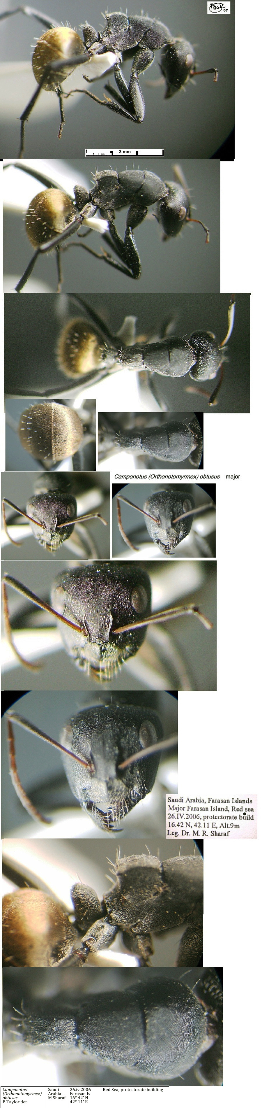{Camponotus obtusus major}