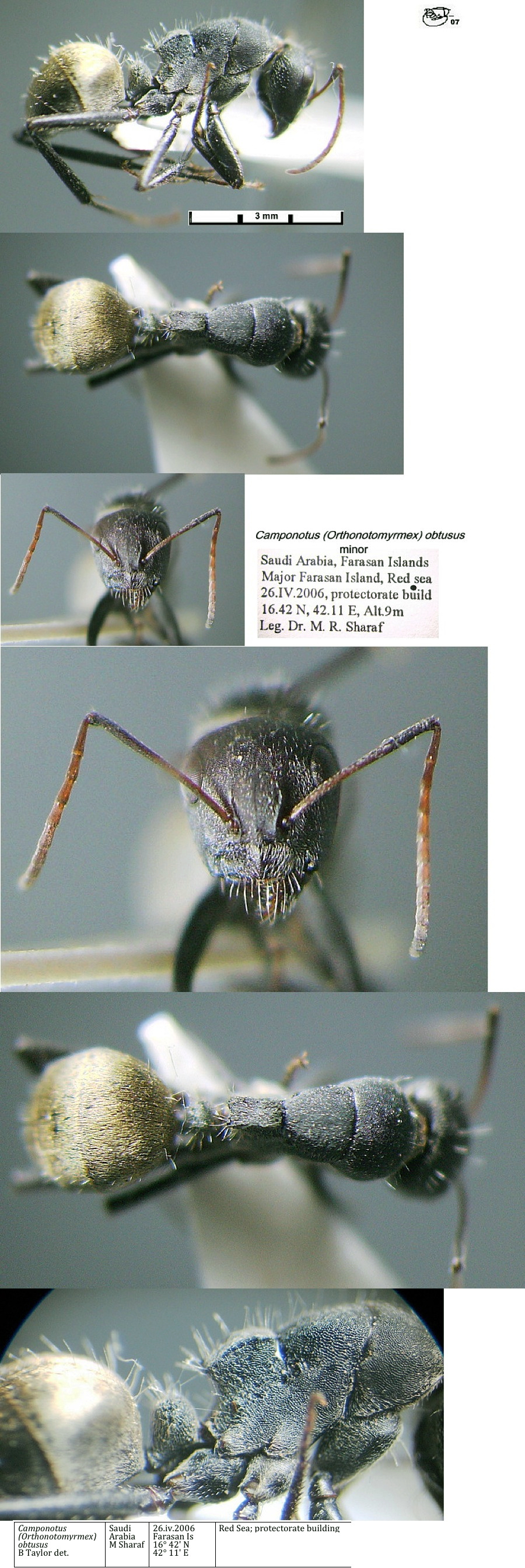 {Camponotus obtusus minor}