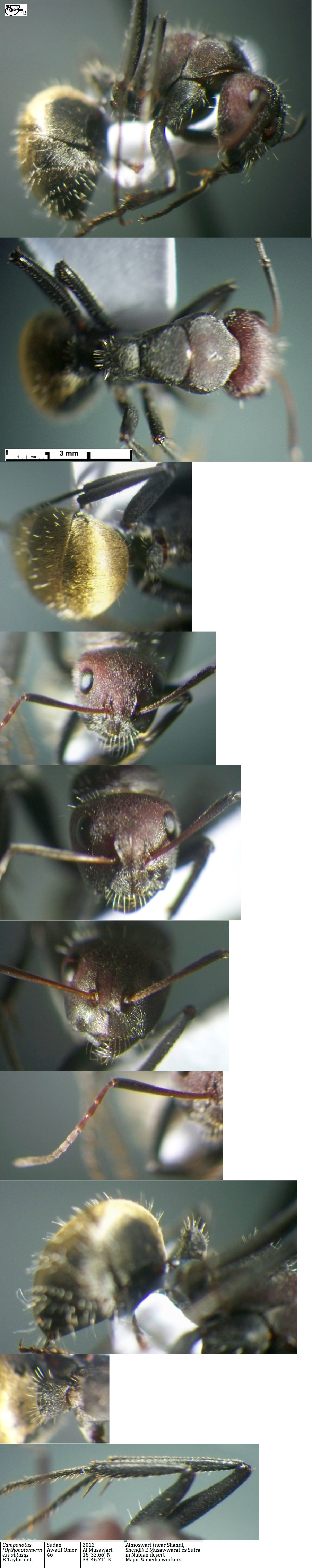 {Camponotus obtusus minor}