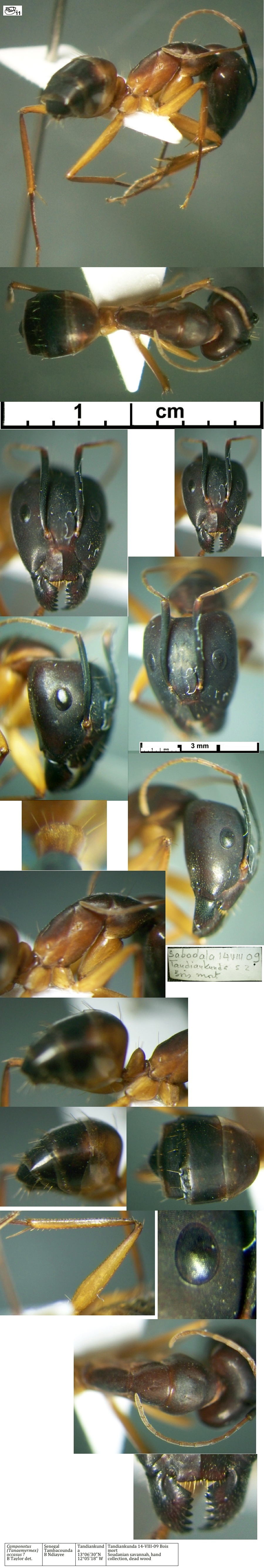 Camponotus (Tanemyrmex) occasus major