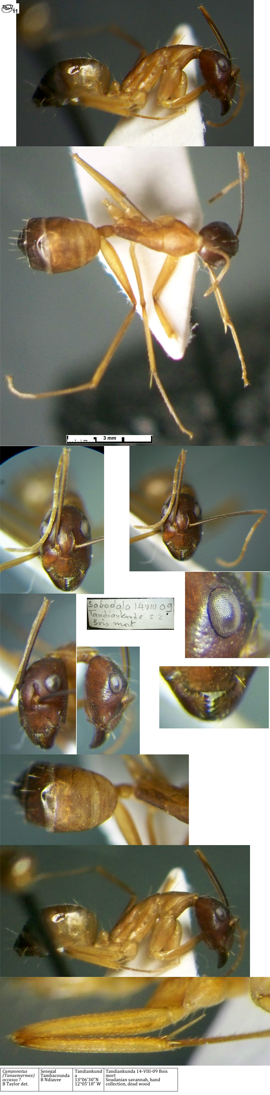Camponotus (Tanemyrmex) occasus minor