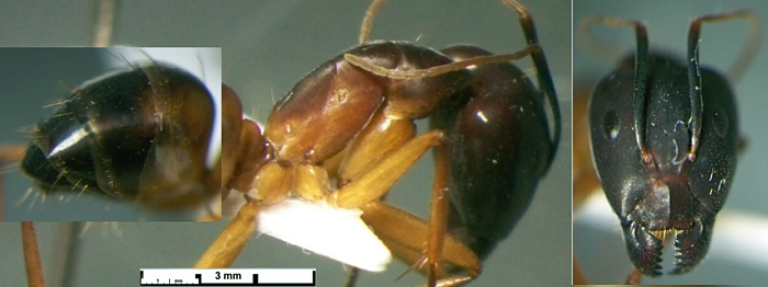 {Camponotus (Tanaemyrmex) occasus major}