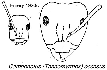 {Camponotus (Tanemyrmex) occasus}
