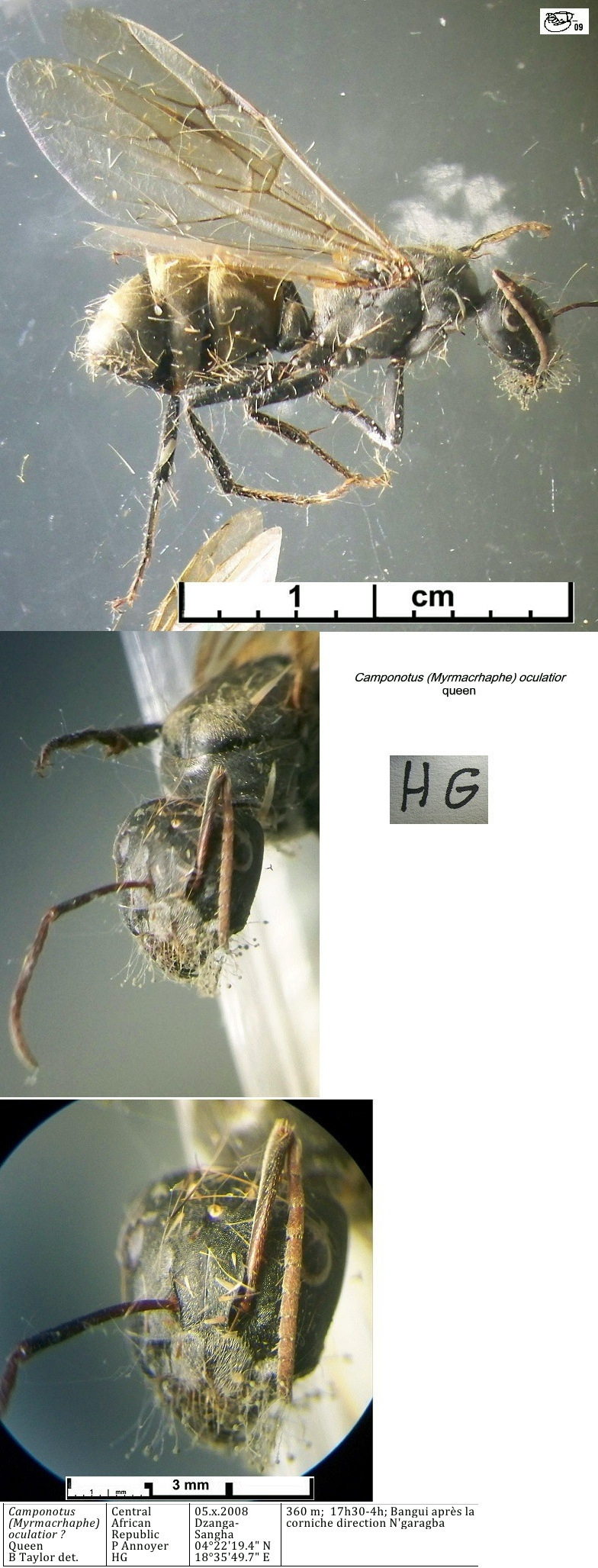{Camponotus oculatior queen