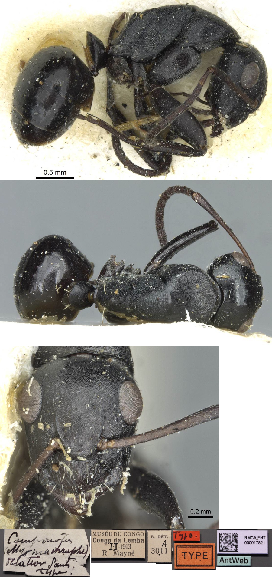 Camponotus oculatior