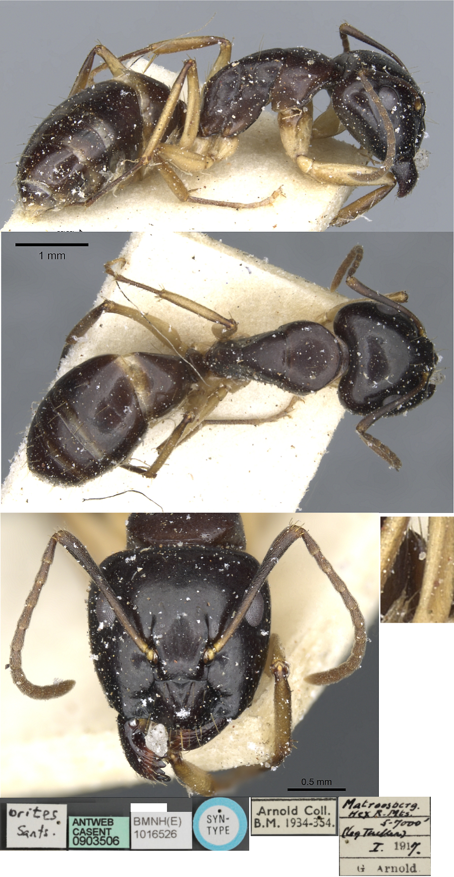 Camponotus orites major