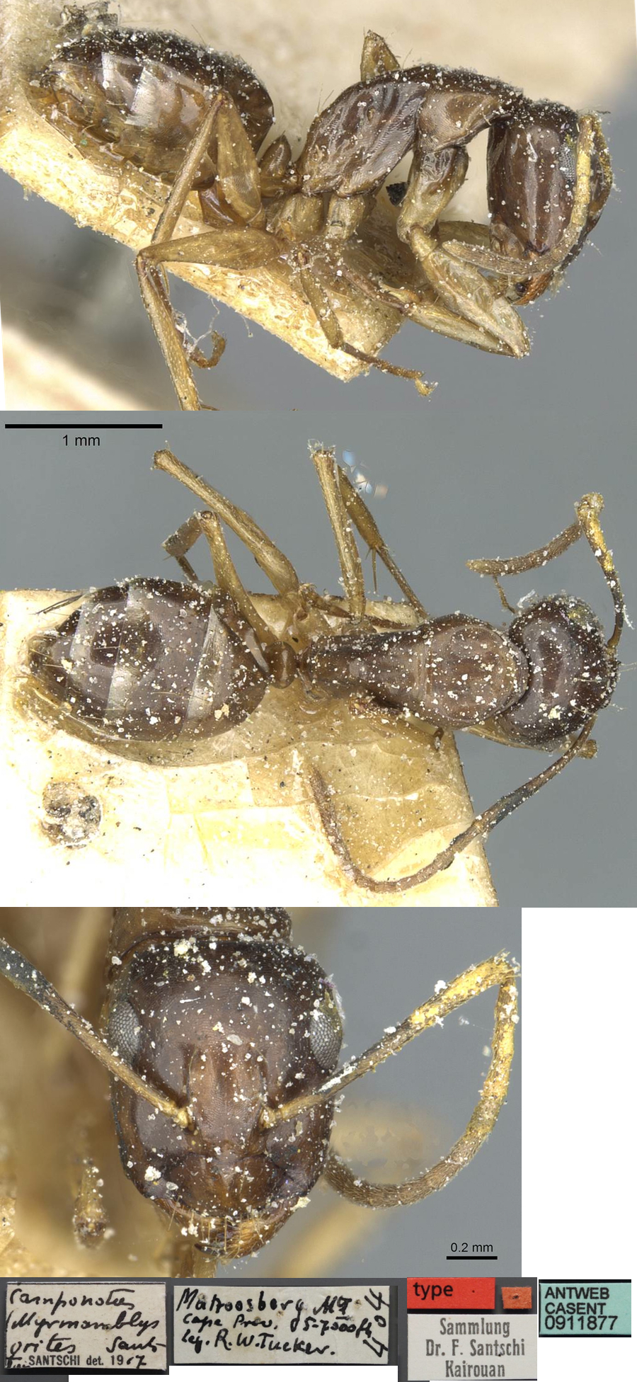 Camponotus orites major