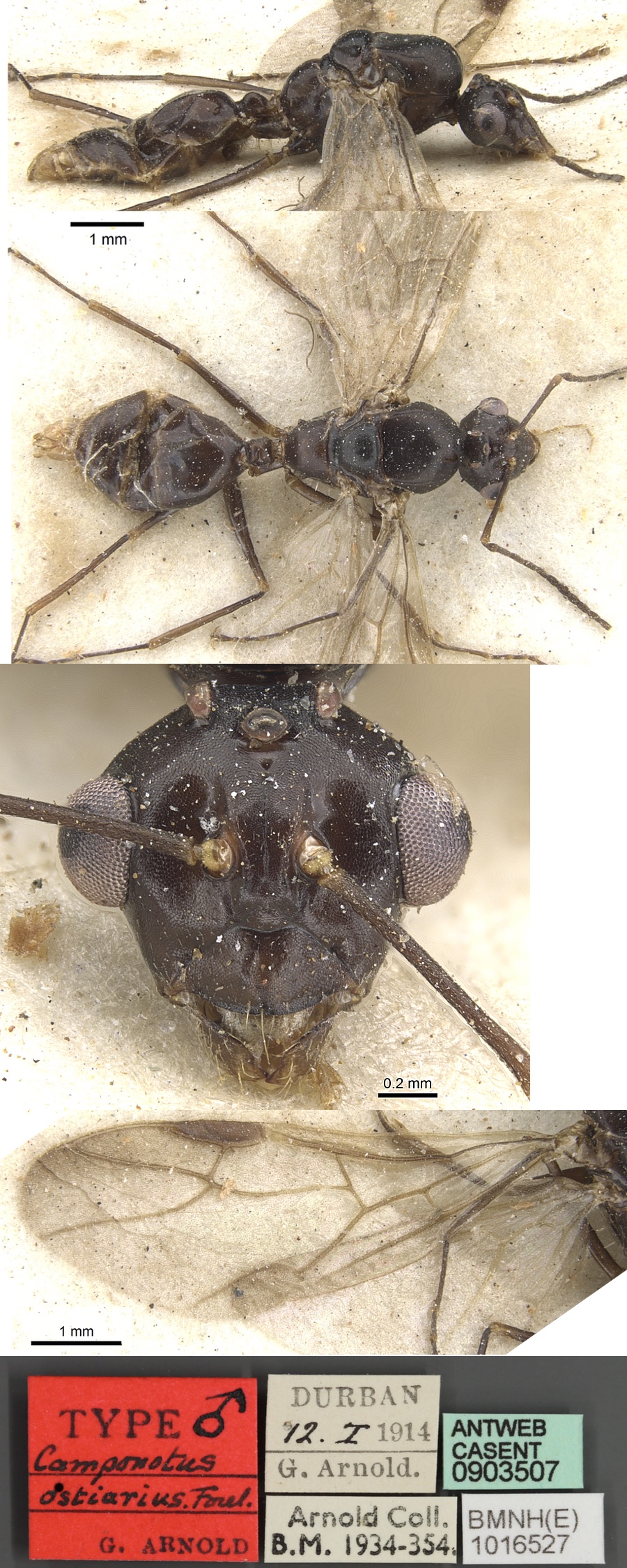 {Camponotus ostiarius male}