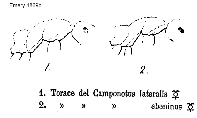 Camponotus piceus ebeninus Emery