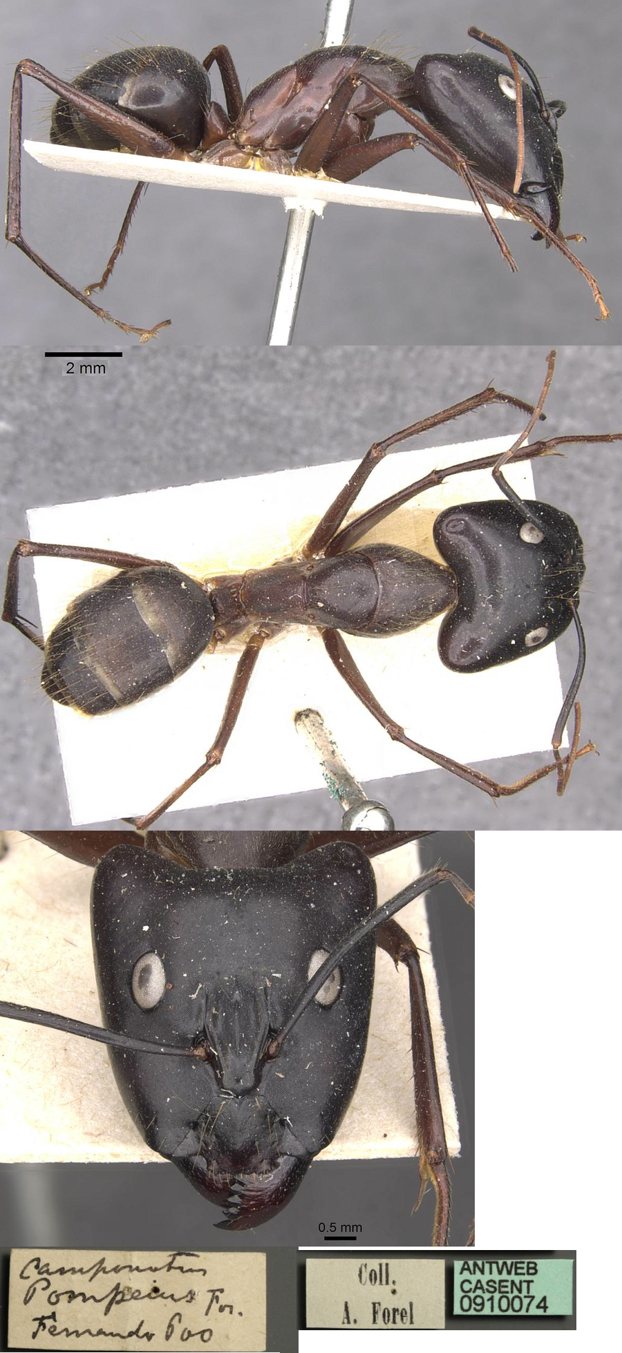 Camponotus pompeius major