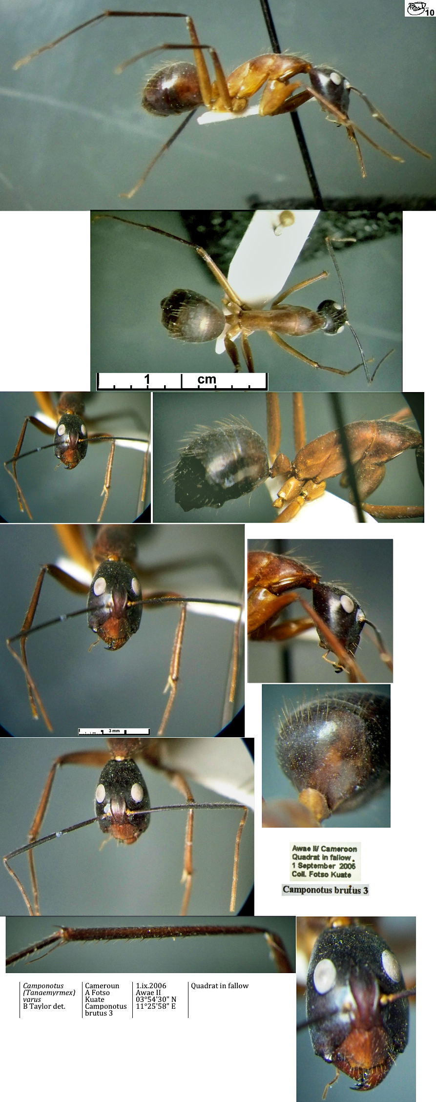 {Camponotus pompeius minor}