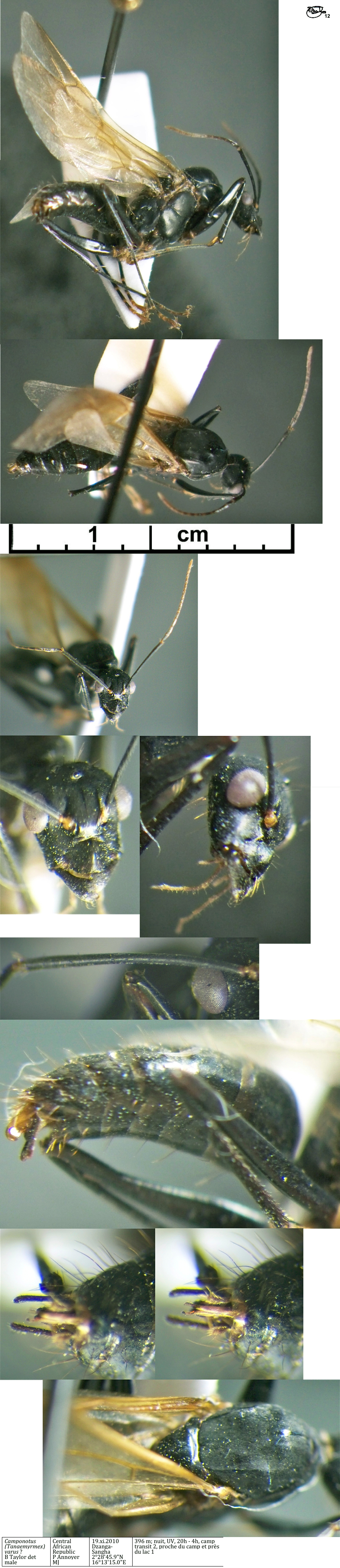 {Camponotus pompeius possible male}