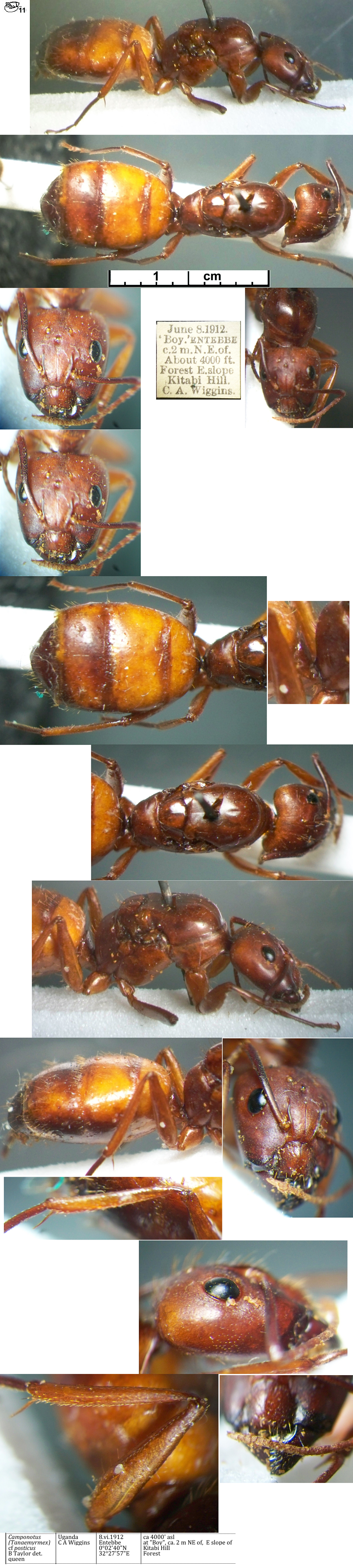 {Camponotus posticus queen}