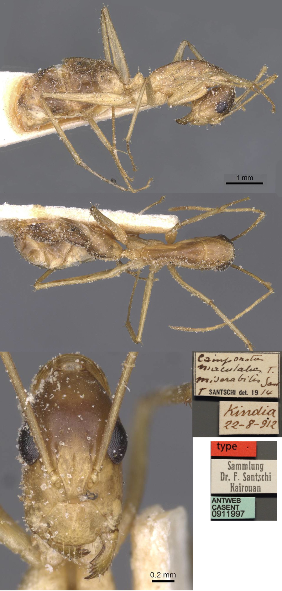 Camponotus proletaria minor