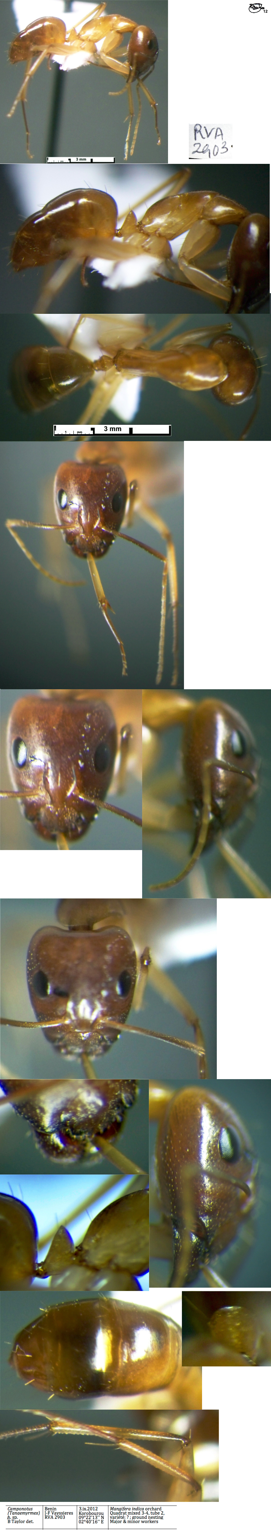 {Camponotus nsp RVA2903 major}