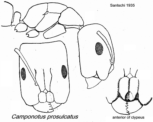 {Camponotus prosulcatus}