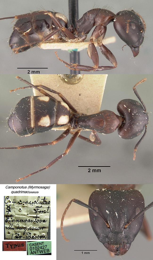 {Camponotus (Myrmosaga) quadrimaculatus}