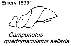 {Camponotus (Mayria) quadrimaculatus sellaris}