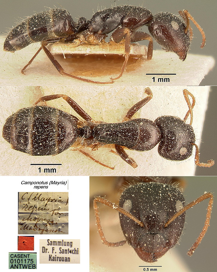 {Camponotus (Mayria) repens major}