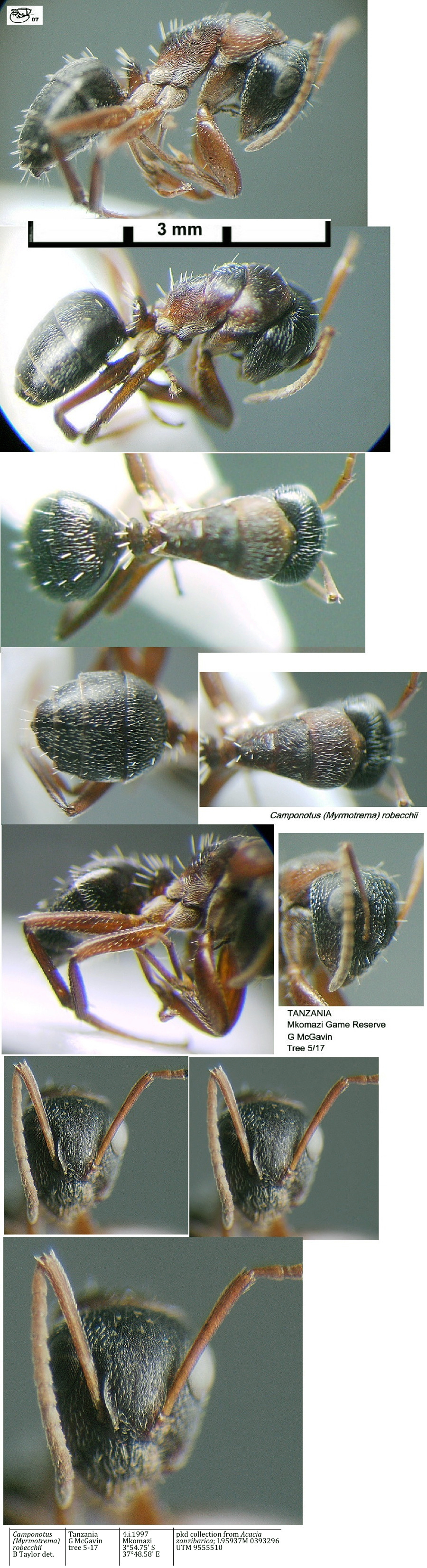 {Camponotus (Myrmotrema robecchii}
