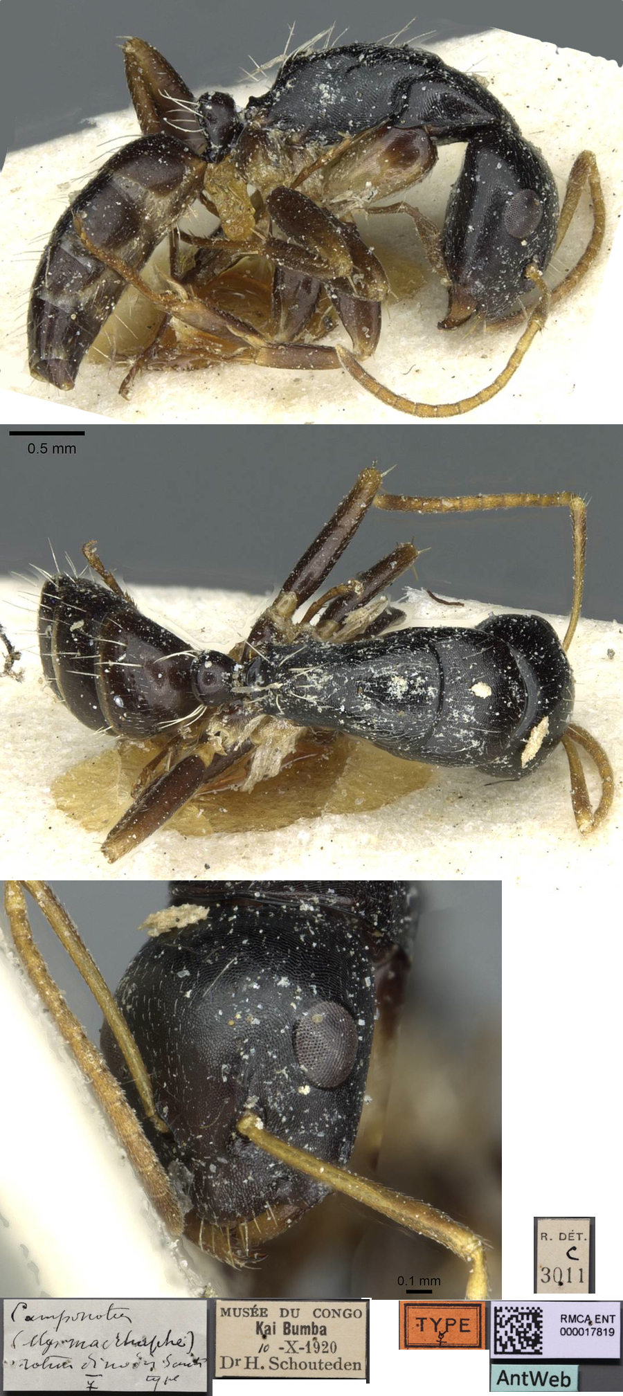 Camponotus rotundinodis