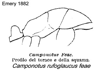 {Camponotus rufoglaucus feai}