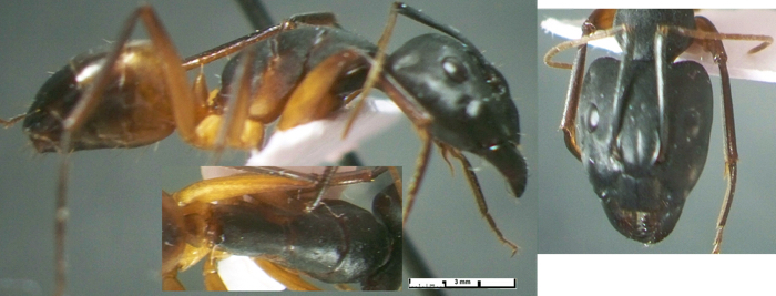 Camponotus sanctus major