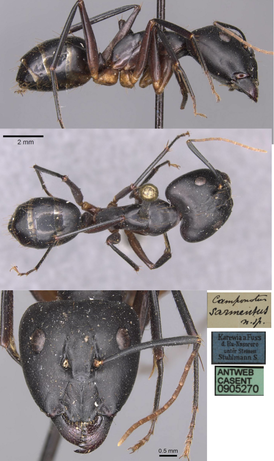Camponotus sarmentus major