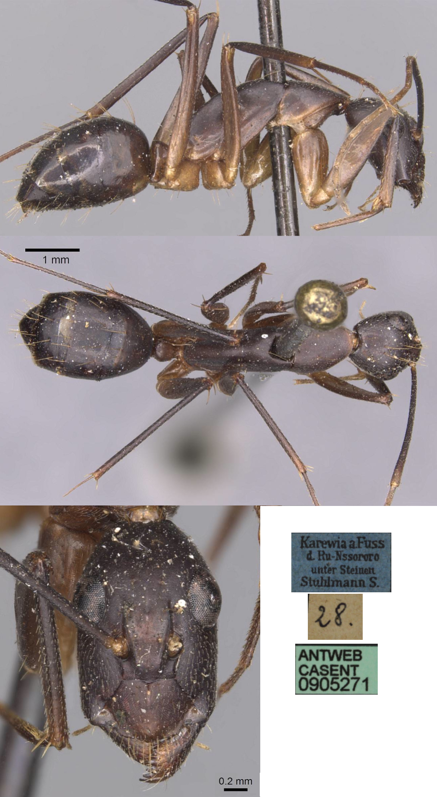 Camponotus sarmentus minor