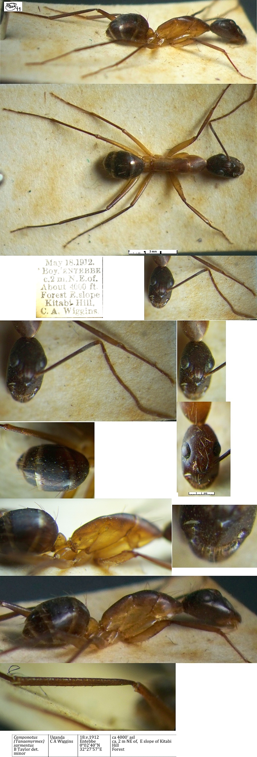 {Camponotus sarmentus minor}