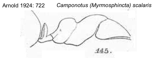 {Camponotus (Myrmonesites) scalaris}