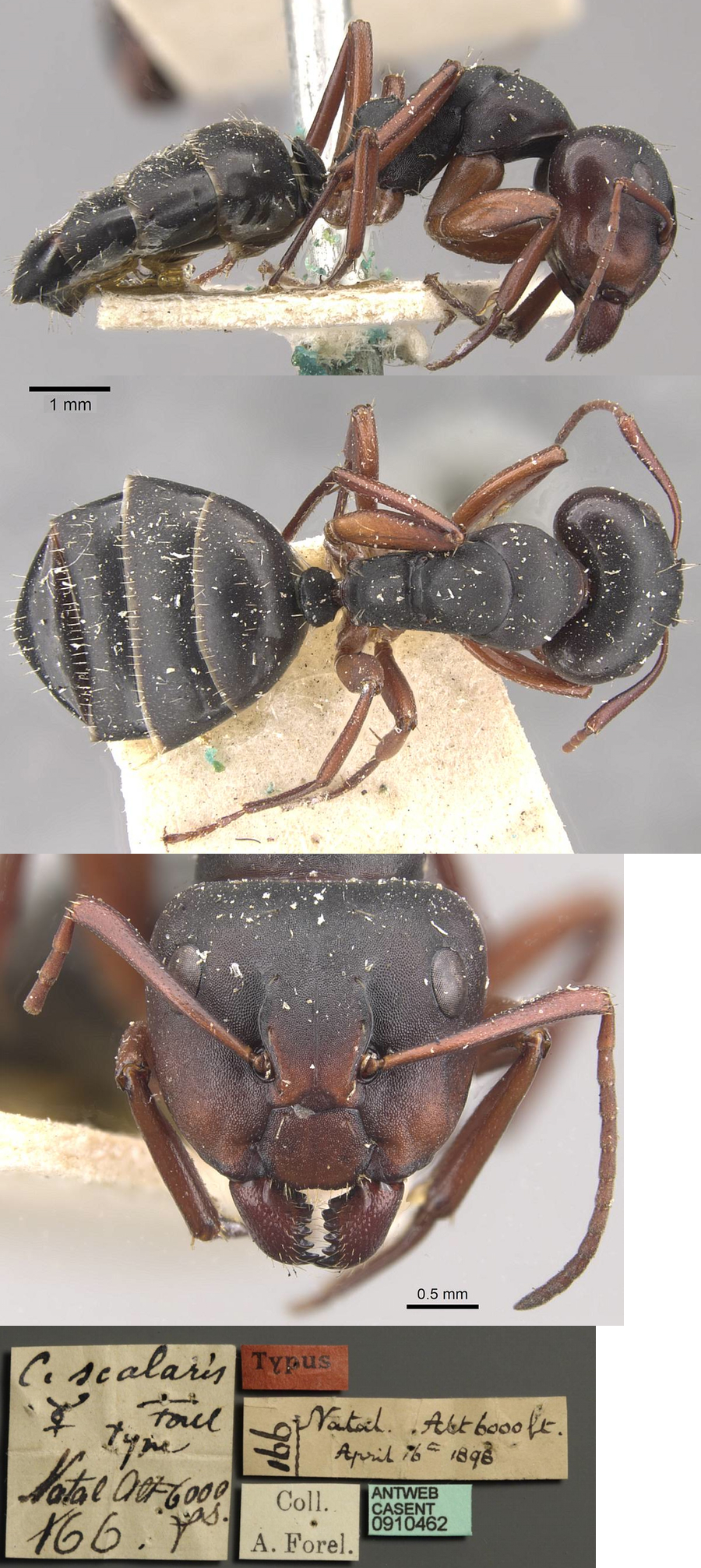 {Camponotus scalaris major}