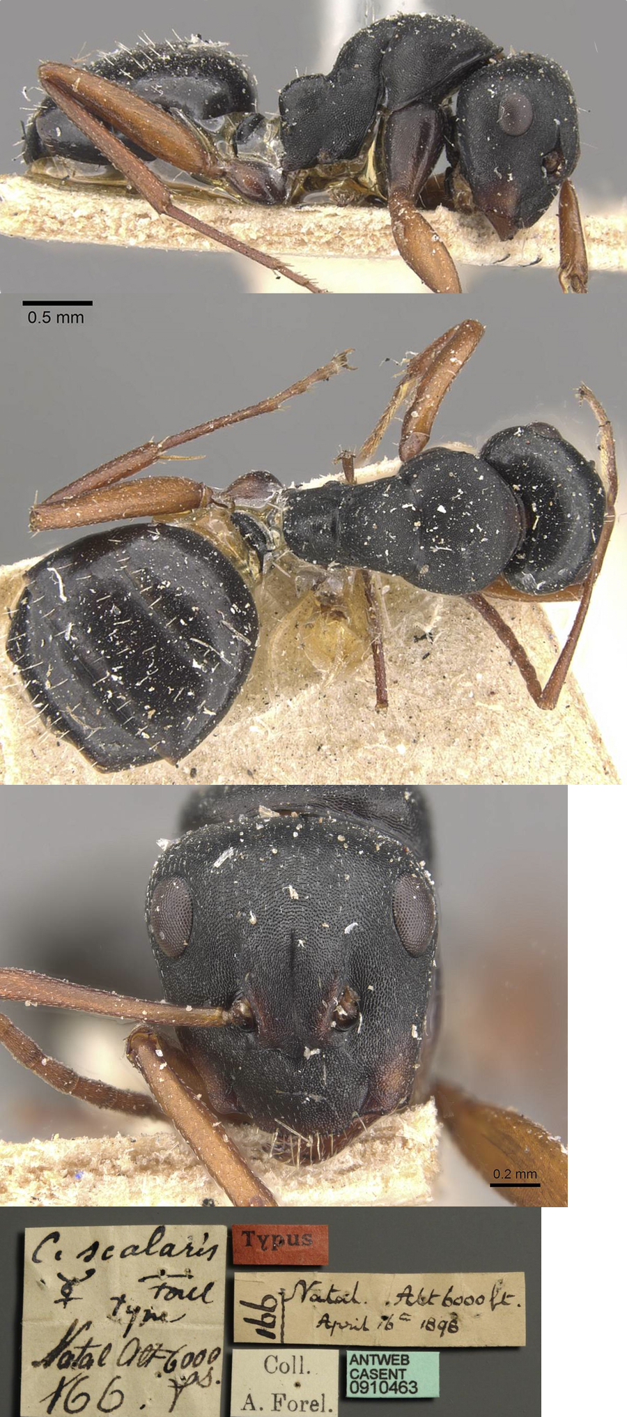 {Camponotus scalaris minor}