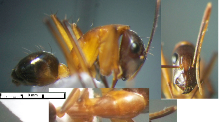 Camponotus schereri minor