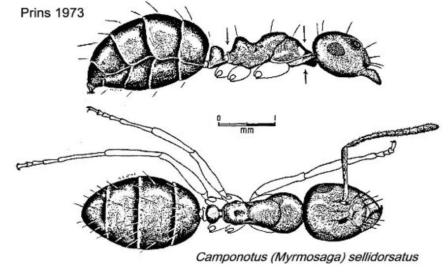 {Camponotus (Mayria) sellidorsatus}