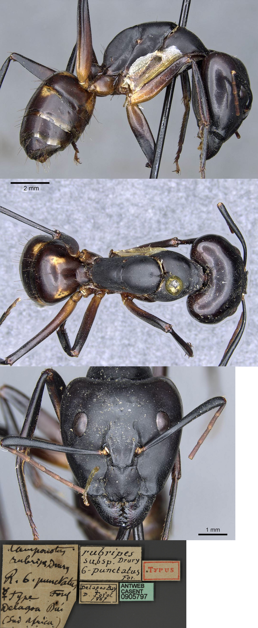 {Camponotus sexpunctatus major}