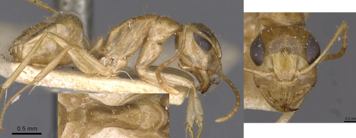 Camponotus simulans minor