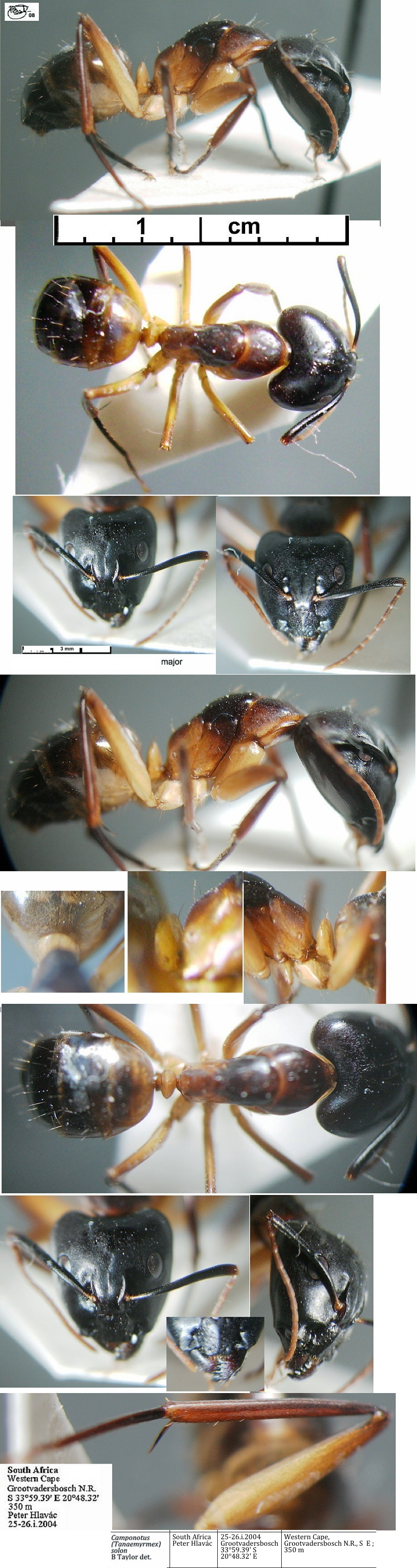 {Camponotus (Tanaemyrmex) solon major}