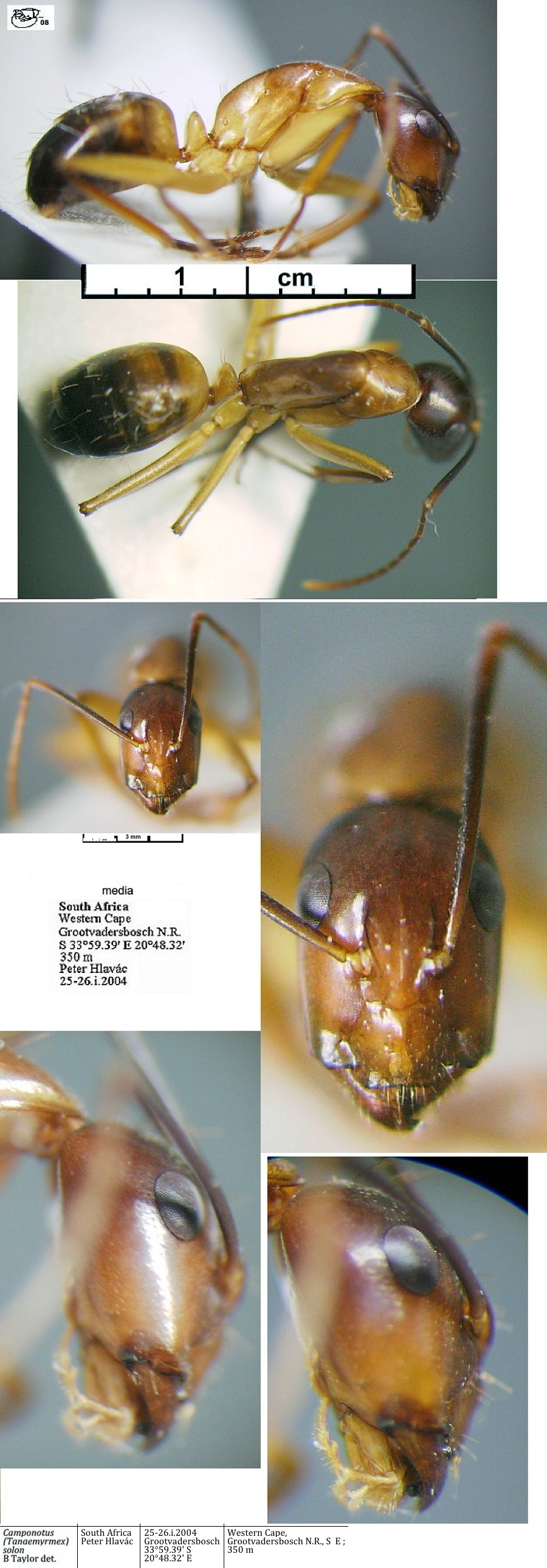 {Camponotus (Tanaemyrmex) solon media}