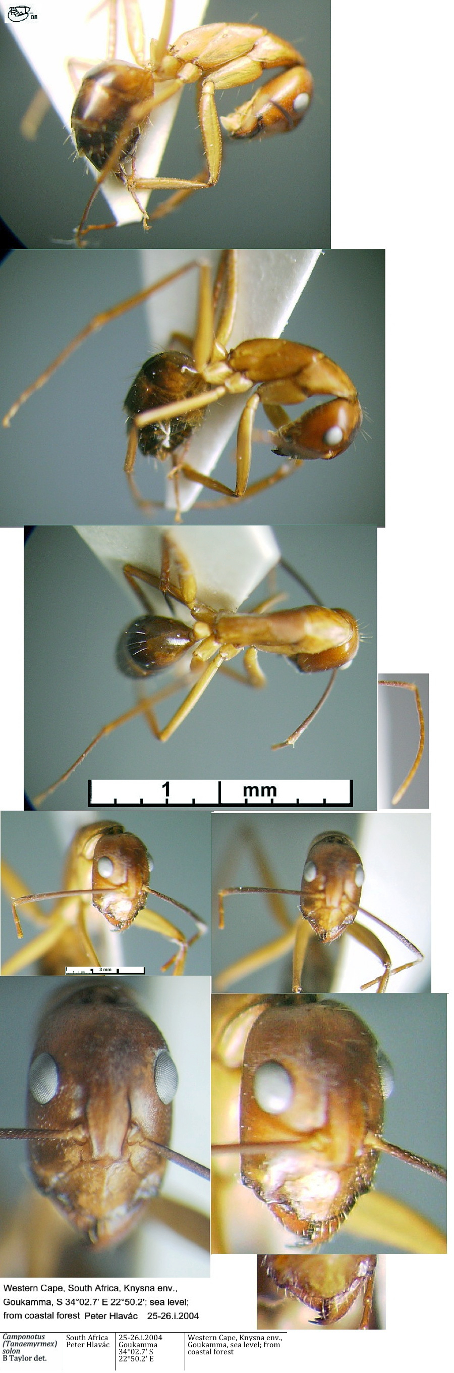 {Camponotus (Tanaemyrmex) solon minima}