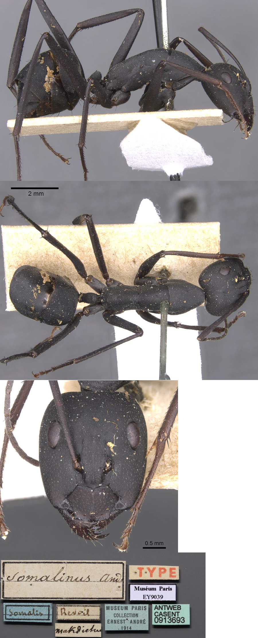 {Camponotus somalinus minor}