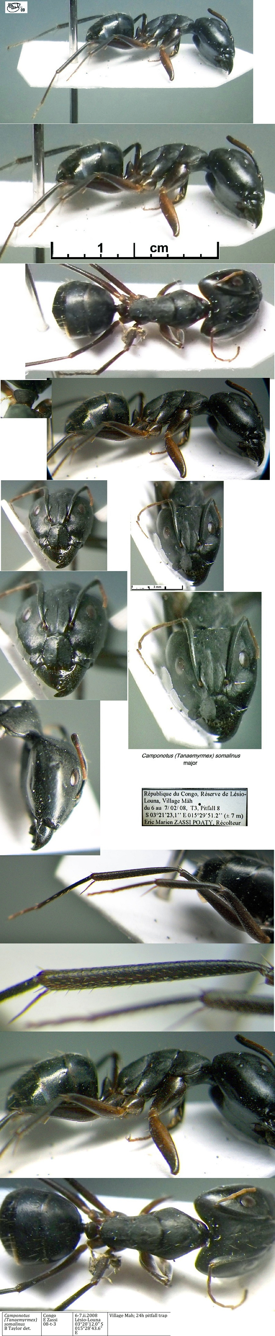{Camponotus somalinus major}