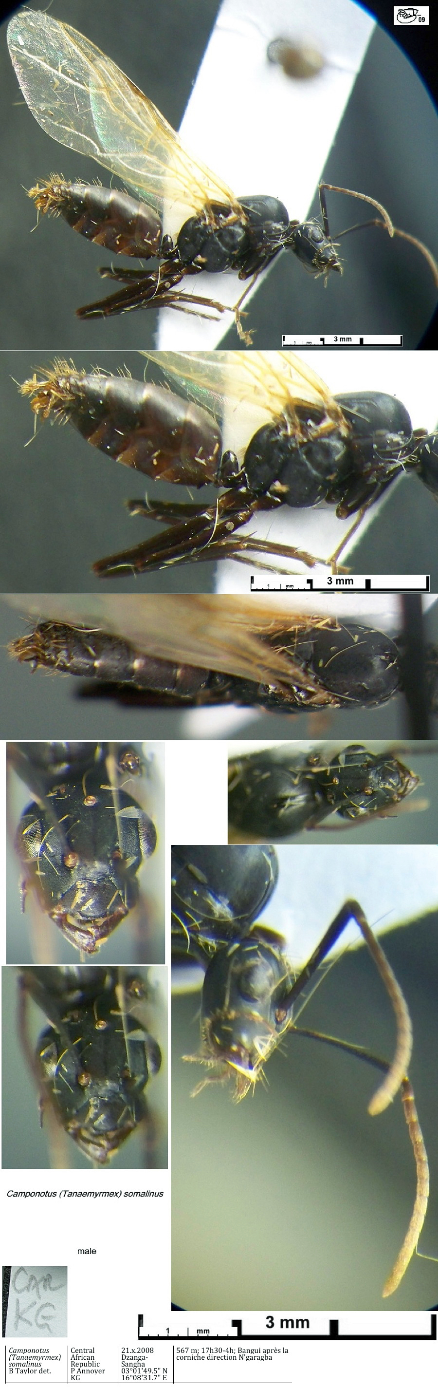 {Camponotus somalinus male}