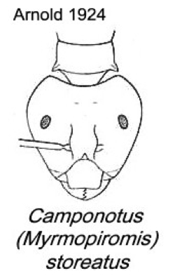 {Camponotus (Myrmopiromis) storeatus}