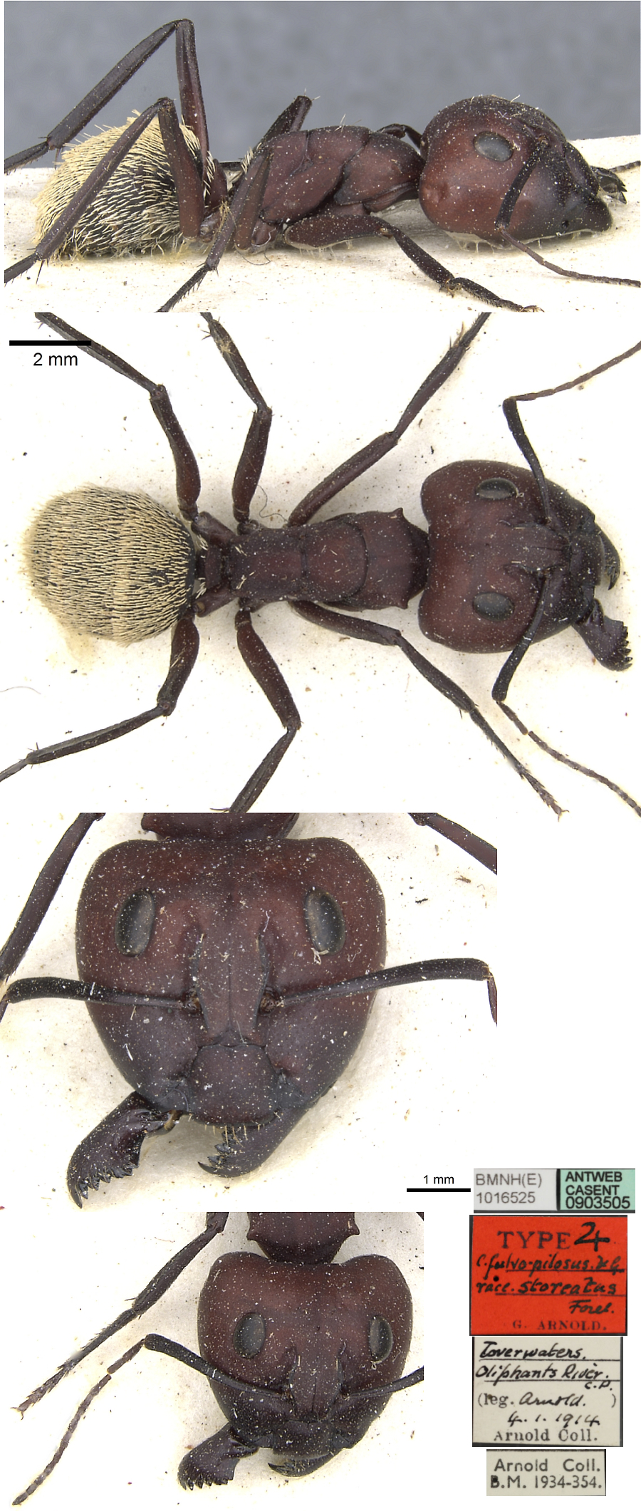 Camponotus storeatus major