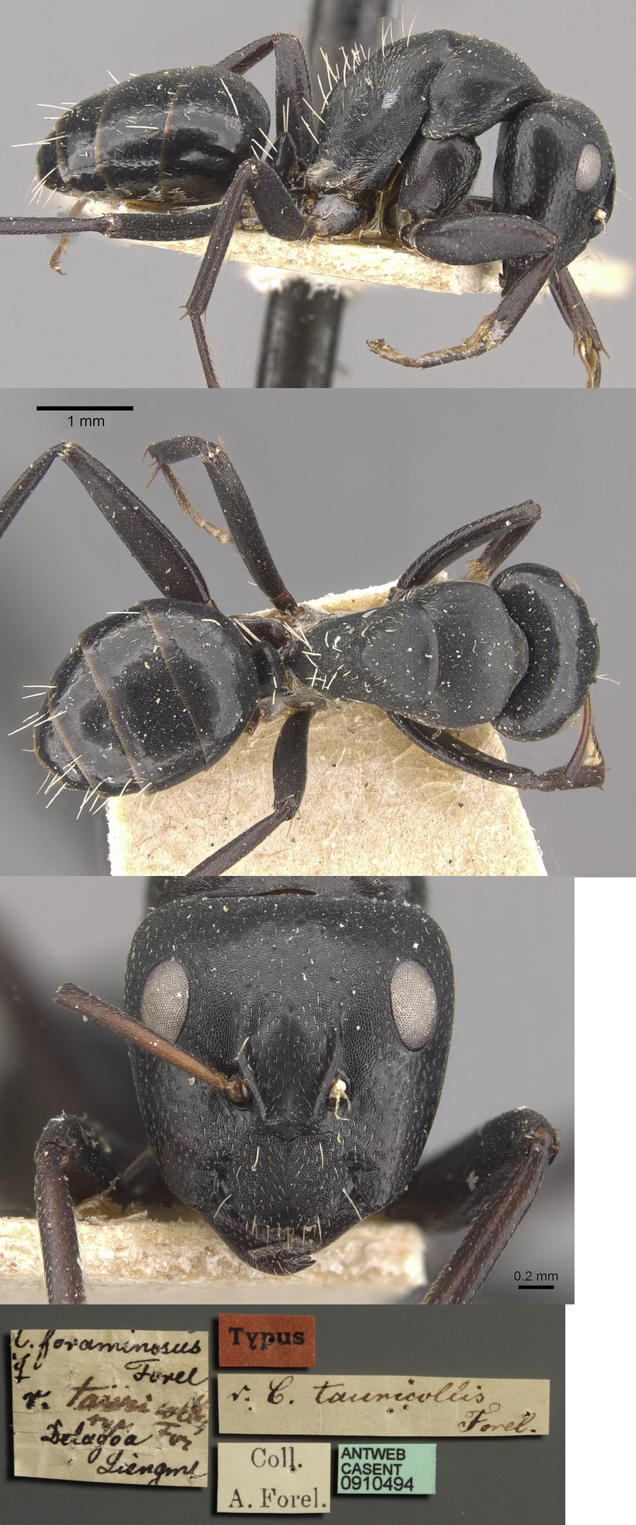{Camponotus tauricollis major}
