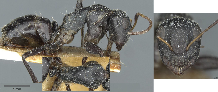 Camponotus tilhoi