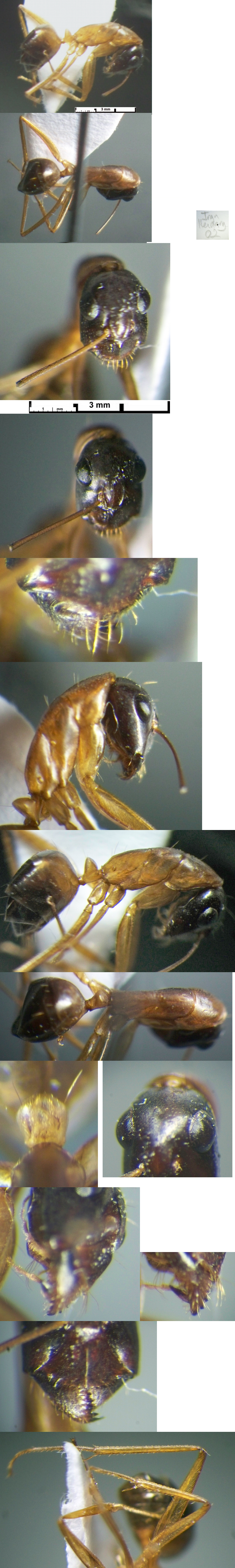 Camponotus turkestanicus minor