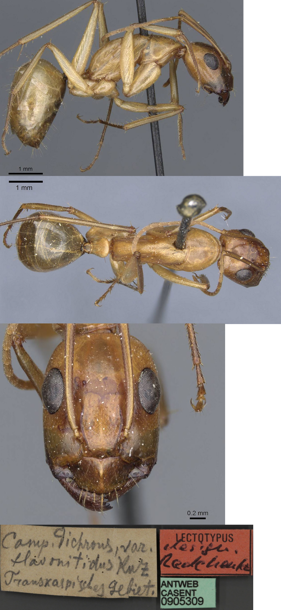 {Camponotus turkestanus flavonitidus minor}