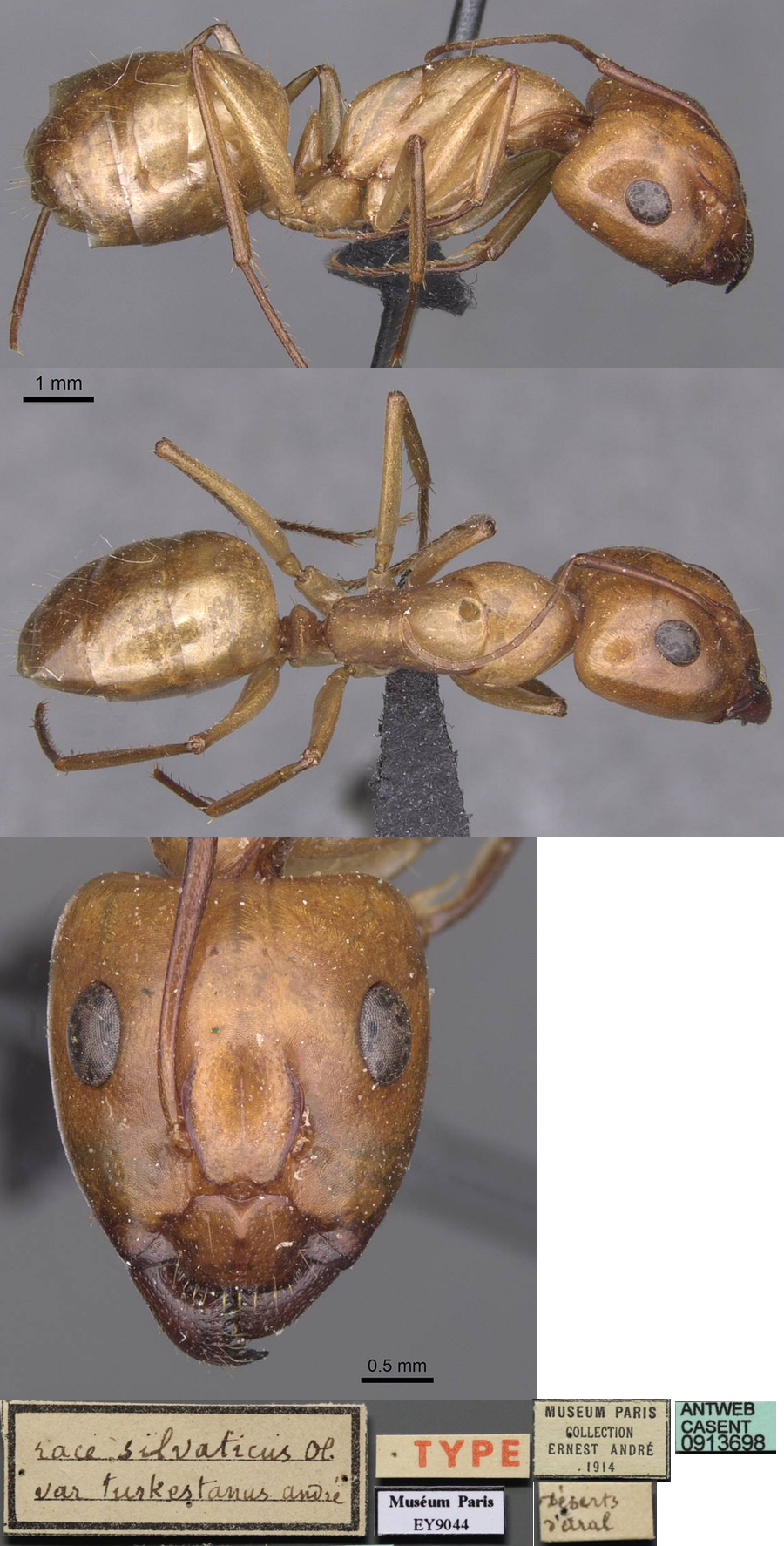 {Camponotus turkestanus major}